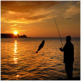 815 A catch at Cullen