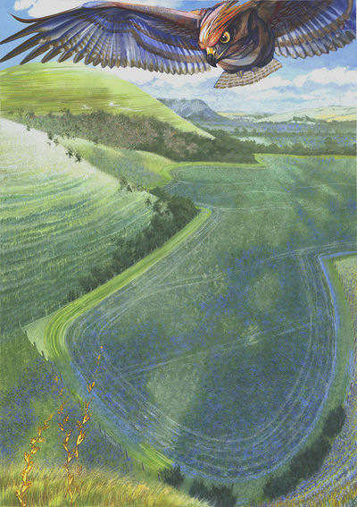 Buzzard