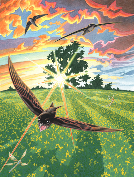 Three Swifts