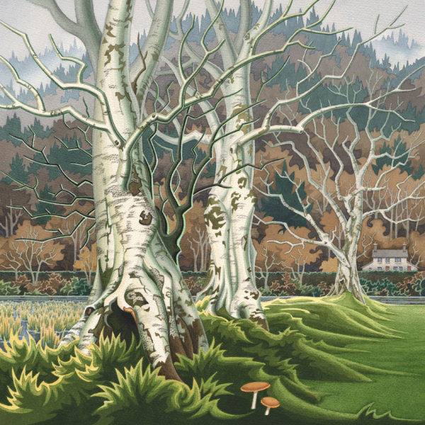 Birch