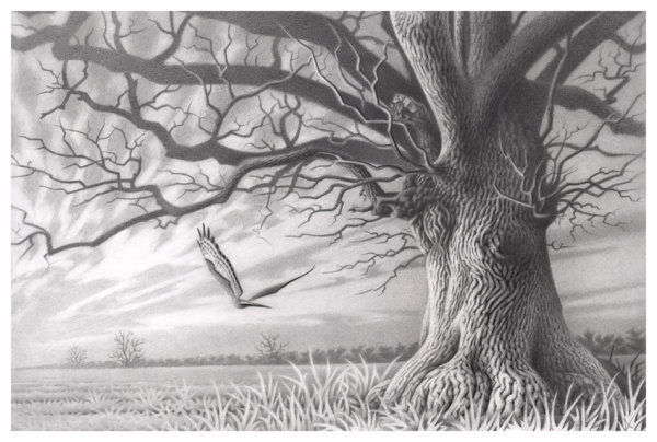 Marsh Farm Oak