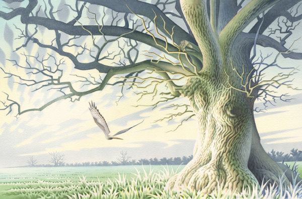 Blue Oak