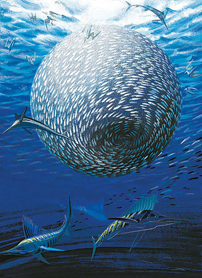 Marlin