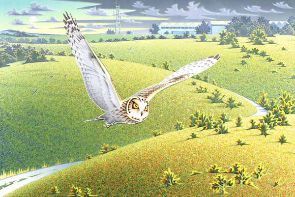 Short Eared Owl