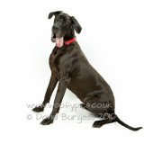 003 150808-Gracie-Edit