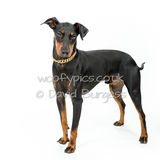 010 190804-Dobby