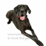 011 150808-Gracie