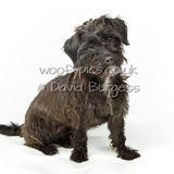 Dorset Dogs Festival 2019 - Canford SANG