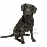 014 160813-Nessie & Morse