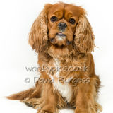 014 190817-Alfie