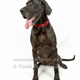 017 150808-Gracie