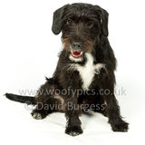 017 190512-Durweston-Merlin