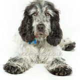 017 190804-Skye