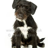 018 190512-Durweston-Merlin