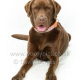 018 190623-Loki