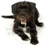 019 190512-Durweston-Merlin