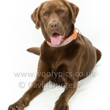 019 190623-Loki