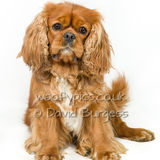 019 190817-Alfie