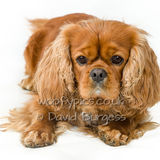 021 190817-Alfie