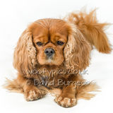 022 190817-Alfie