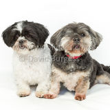 023 190512-Durweston-Thomas & Bertrum