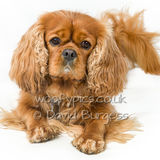 023 190817-Alfie