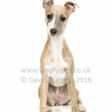 024 160813-Gracie & Willow-Edit