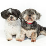 024 190512-Durweston-Thomas & Bertrum
