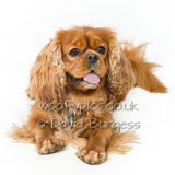 024 190817-Alfie