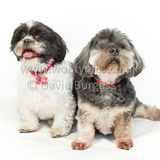 025 190512-Durweston-Thomas & Bertrum