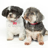 026 190512-Durweston-Thomas & Bertrum