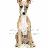 027 160813-Gracie & Willow-Edit