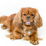 027 190817-Alfie