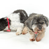 028 190512-Durweston-Thomas & Bertrum-Edit