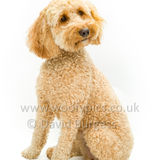 030 190623-Polly