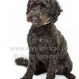 030 190707-Lolly & Chester-Edit