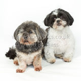 031 190512-Durweston-Thomas & Bertrum