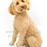 031 190623-Polly