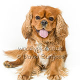 031 190817-Alfie