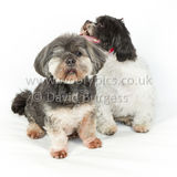032 190512-Durweston-Thomas & Bertrum