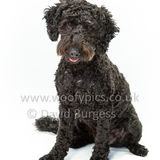 033 190707-Lolly & Chester