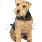 034 160925-Paddy-Edit