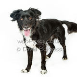 034 190817-Charlie
