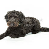 036 190707-Lolly & Chester-Edit