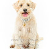 036 190804-Alfie