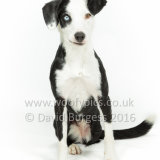 037 160717-Chloe