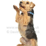 037 160925-Paddy