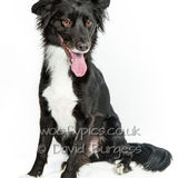 037 190817-Charlie