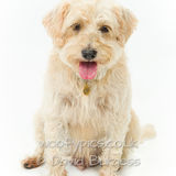 039 190804-Alfie