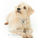 040 190804-Alfie